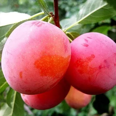 Слива КОМЕТА в Новокузнецке