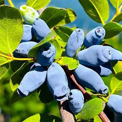 Жимолость съедобная АВРОРА  Жимолость съедобная АВРОРА в Новокузнецке