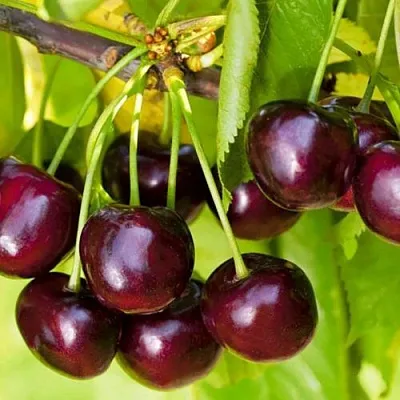 Черешня ИПУТЬ в Новокузнецке