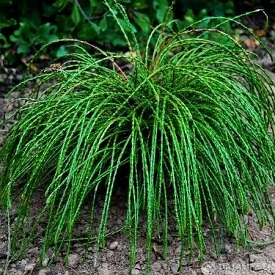 Туя ВИПКОРД складчатая в Новокузнецке