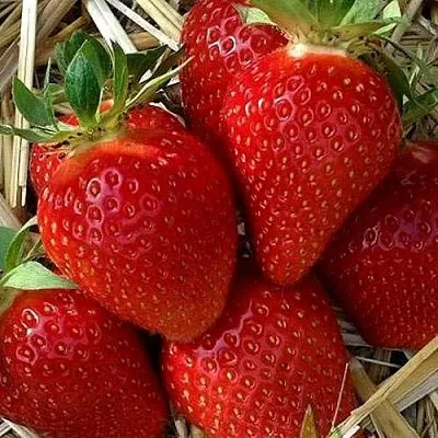 Клубника СИБИЛЛА  Клубника СИБИЛЛА в Новокузнецке