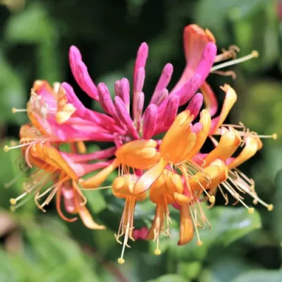 Жимолость ГЕКРОТА в Новокузнецке