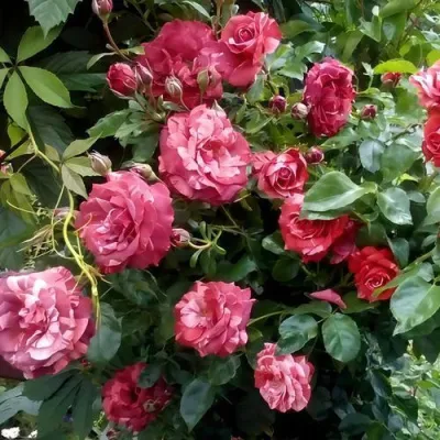 Саженцы роз БРАУНИ плетистая — описание сорта Саженцы роз БРАУНИ плетистая в Новокузнецке
