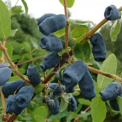 Жимолость съедобная ПУШКИНСКАЯ  Жимолость съедобная ПУШКИНСКАЯ в Новокузнецке