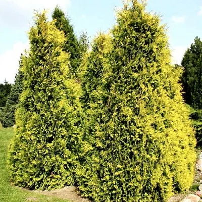 Туя САЛЛАНД западная в Новокузнецке
