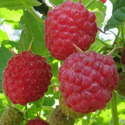 Малина НОВОСТЬ КУЗЬМИНА  в Новокузнецке