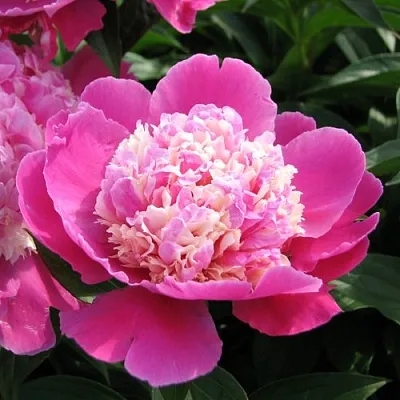 Пион КОРА СТАББС травянистый  Пион КОРА СТАББС травянистый в Новокузнецке