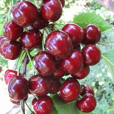 Черешня ОДРИНКА в Новокузнецке