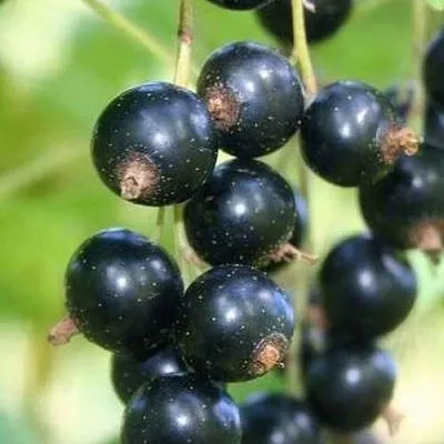 Смородина черная СТРЕЛЕЦ в Новокузнецке