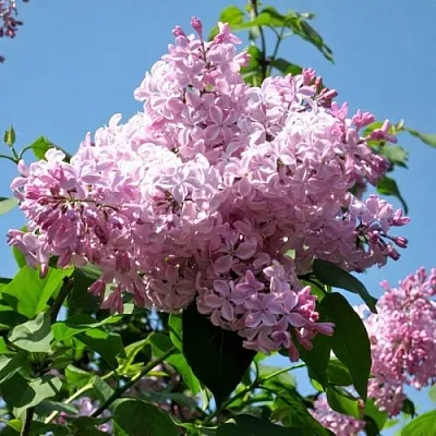 Сирень БУФФОН  Сирень БУФФОН в Новокузнецке