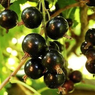 Смородина чёрная НАРА в Новокузнецке