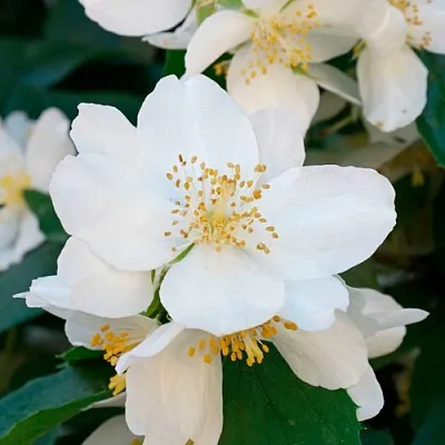 Жасмин ЮСТИНКА  Жасмин ЮСТИНКА в Новокузнецке