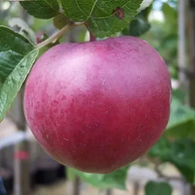 Яблоня НОРИС в Новокузнецке