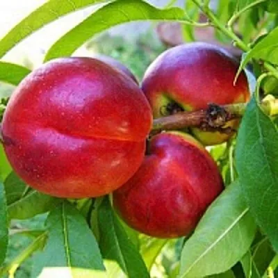 Нектарин в Новокузнецке