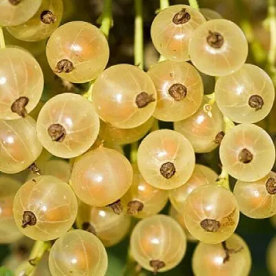 Смородина белая СМОЛЬЯНИНОВСКАЯ в Новокузнецке