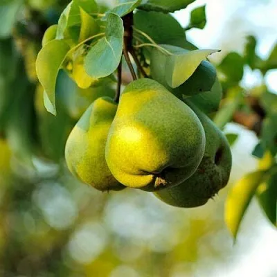 Груша СТОЛИЧНАЯ колонновидная  Груша СТОЛИЧНАЯ колонновидная в Новокузнецке