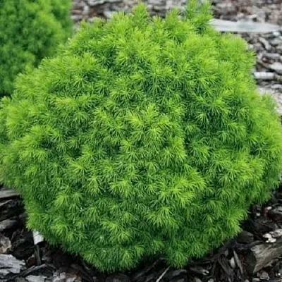 Ель АЛЬБЕРТА ГЛОБ сизая  Ель АЛЬБЕРТА ГЛОБ сизая в Новокузнецке