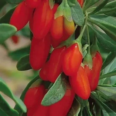 Годжи ВЯЧЕСЛАВ в Новокузнецке