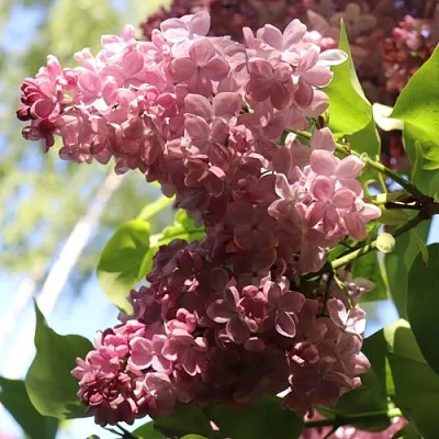 Сирень МЕДОВЫЙ СПАС  Сирень МЕДОВЫЙ СПАС в Новокузнецке