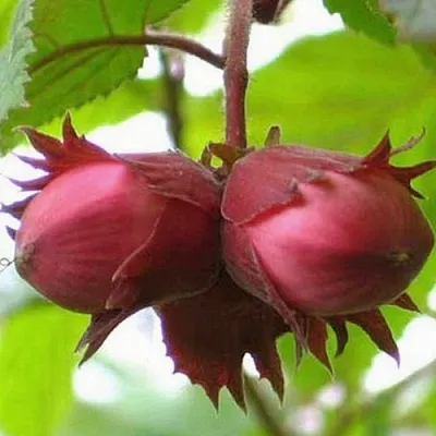 Фундук АЙВЕНГО в Новокузнецке