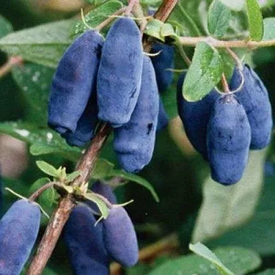 Жимолость съедобная ЛАЗУРНАЯ  Жимолость съедобная ЛАЗУРНАЯ в Новокузнецке