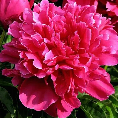 Пион ВИКТУАР ДЕ ЛА МАРН травянистый  Пион ВИКТУАР ДЕ ЛА МАРН травянистый в Новокузнецке