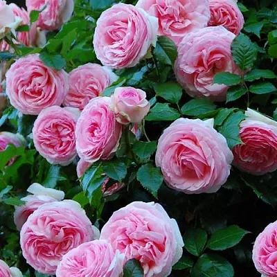 Саженцы роз ПЬЕР ДЕ РОНСАР плетистая  Саженцы роз ПЬЕР ДЕ РОНСАР плетистая в Новокузнецке