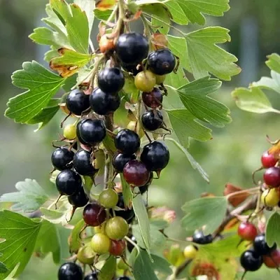 Смородина золотистая ПЛОТНОМЯСАЯ в Новокузнецке