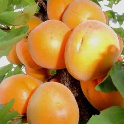 Абрикос ДЕСЕРТНЫЙ в Новокузнецке