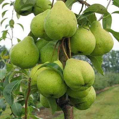 Груша ДЕКОР колонновидная  Груша ДЕКОР колонновидная в Новокузнецке