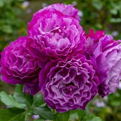 Саженцы роз БЛЮ ЭДЕН  флорибунда  Саженцы роз БЛЮ ЭДЕН  флорибунда в Новокузнецке