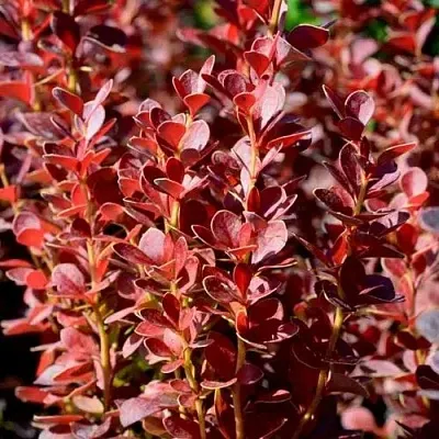 Барбарис ВУЛКАНО тунберга  Барбарис ВУЛКАНО тунберга в Новокузнецке