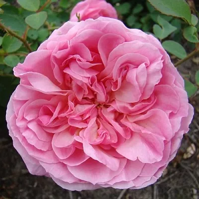 Саженцы роз ХАЙДИ ХОЛЛ английская  Саженцы роз ХАЙДИ ХОЛЛ английская в Новокузнецке