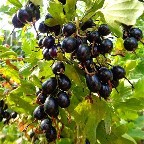 Смородина золотистая ОВАЛЬНАЯ в Новокузнецке