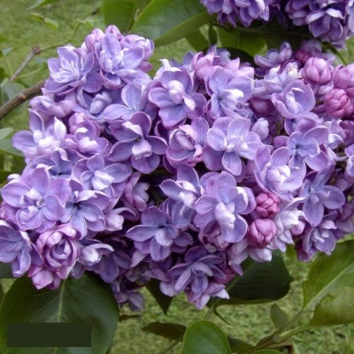 Сирень АМИ ШОТТ в Новокузнецке