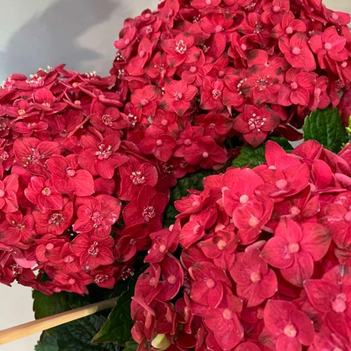 Гортензия ЭНДЛЕСС САММЕР ЛАВ крупнолистная в Новокузнецке
