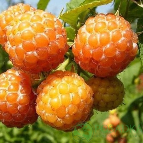 Малина КУМБЕРЛЕНД желтая в Новокузнецке