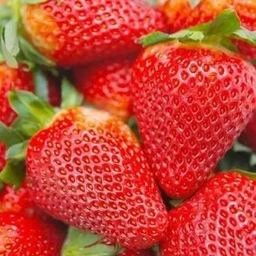 Клубника АЛЬБИОН ремонтантная в Новокузнецке