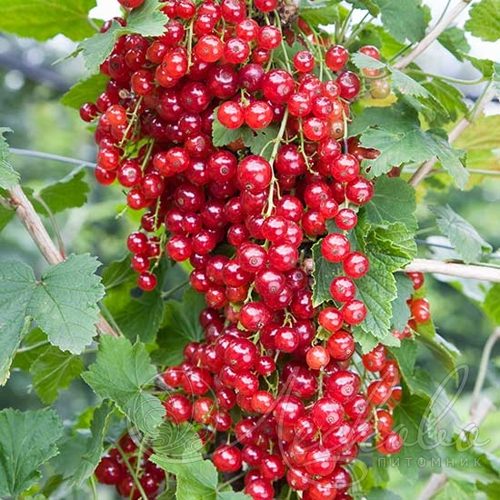Смородина красная РЕД ЛЕЙК в Новокузнецке