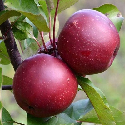 Яблоня красномясая в Новокузнецке