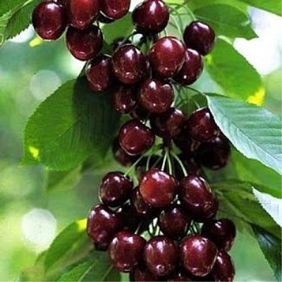 Черешня УДИВИТЕЛЬНАЯ в Новокузнецке