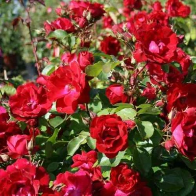 Роза ЧАМПЛЕЙН флорибунда в Новокузнецке