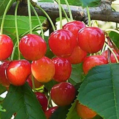 Черешня ДОНЧАНКА в Новокузнецке