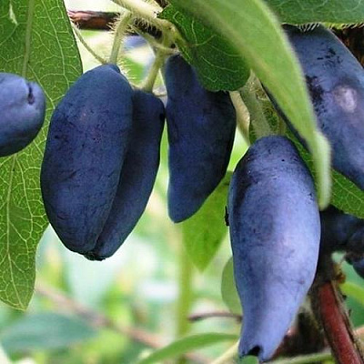 Жимолость съедобная Жимолость съедобная в Новокузнецке