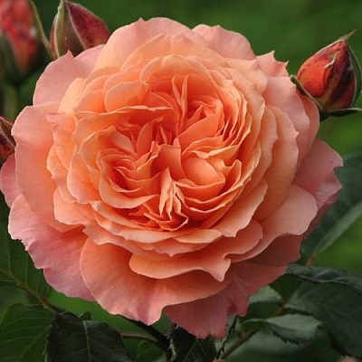 Роза шраб в Новокузнецке