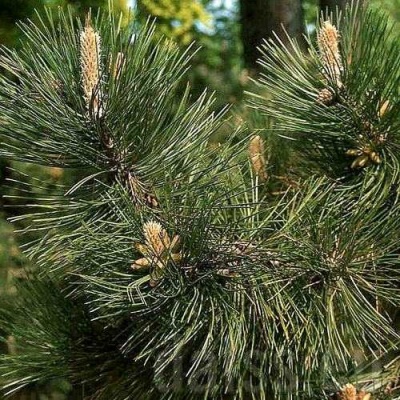 Сосна черная в Новокузнецке
