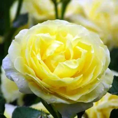 Роза КОМТЕСС ДЮ БАРИ флорибунда  в Новокузнецке