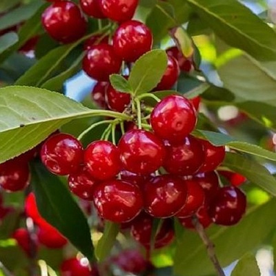 Вишня ГИРЛЯНДА в Новокузнецке