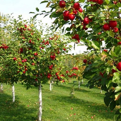 Плодовые деревья в Новокузнецке