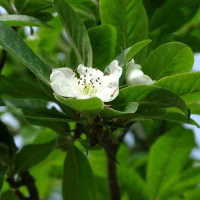 МУШМУЛА  в Новокузнецке